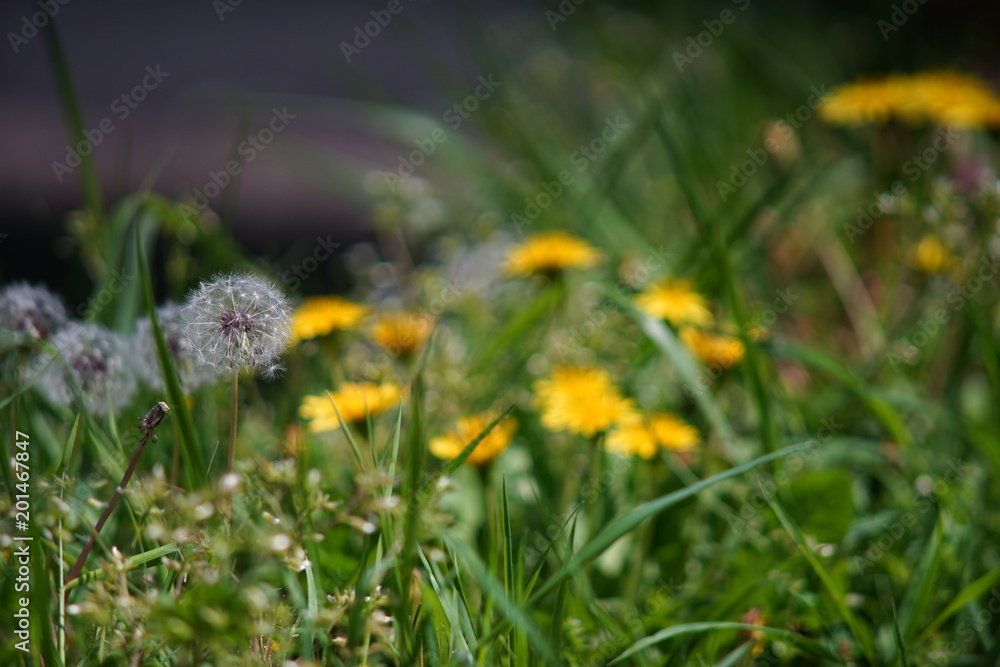 春の野を彩る蒲公英の花と綿毛 Stock Photo Adobe Stock