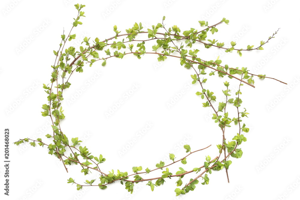 Frame with green tree branches isolated on white background. Spring branches with young leaves. Frame with green tree branches isolated on white background. Spring branches with young leaves.