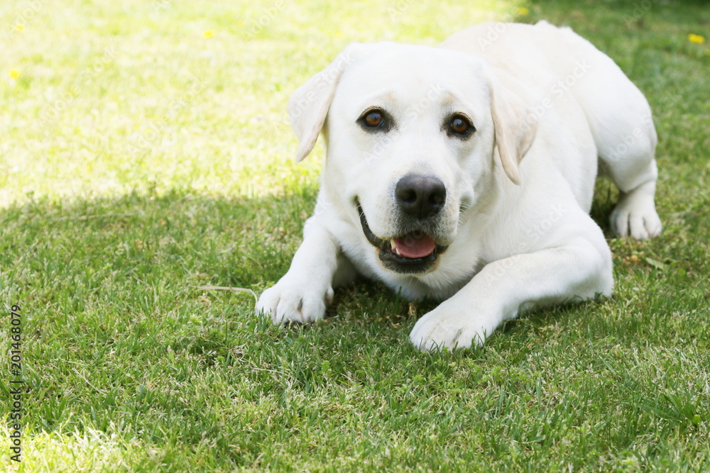 ラブラドールレトリバー
