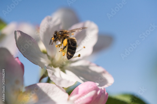 Bee on a gentle white flowers of cherry tree - prunus cerasus © Dusan Kostic