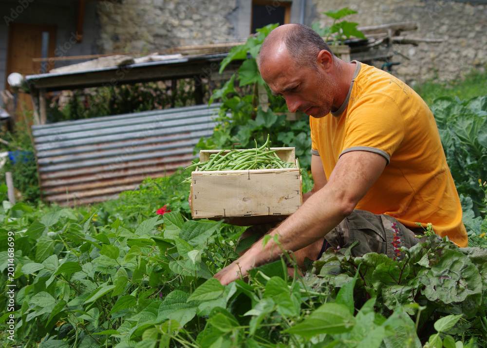 Fototapeta premium jardinage - récolte de haricots au potager