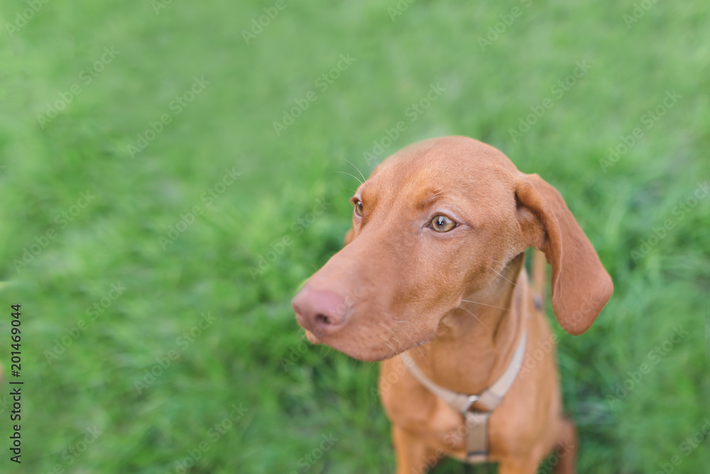 Portrait of a beautiful young dog against a background of green grass. Magyar Vizsla breed