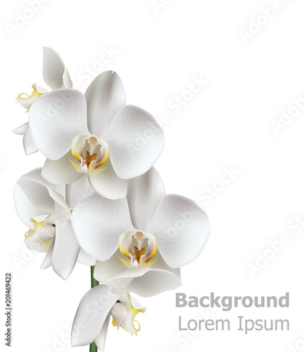 Realistic White orchid flowers Vector. 3d illustration isolated on white background