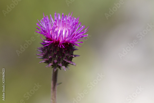 Blossoming thistle with pink flowers