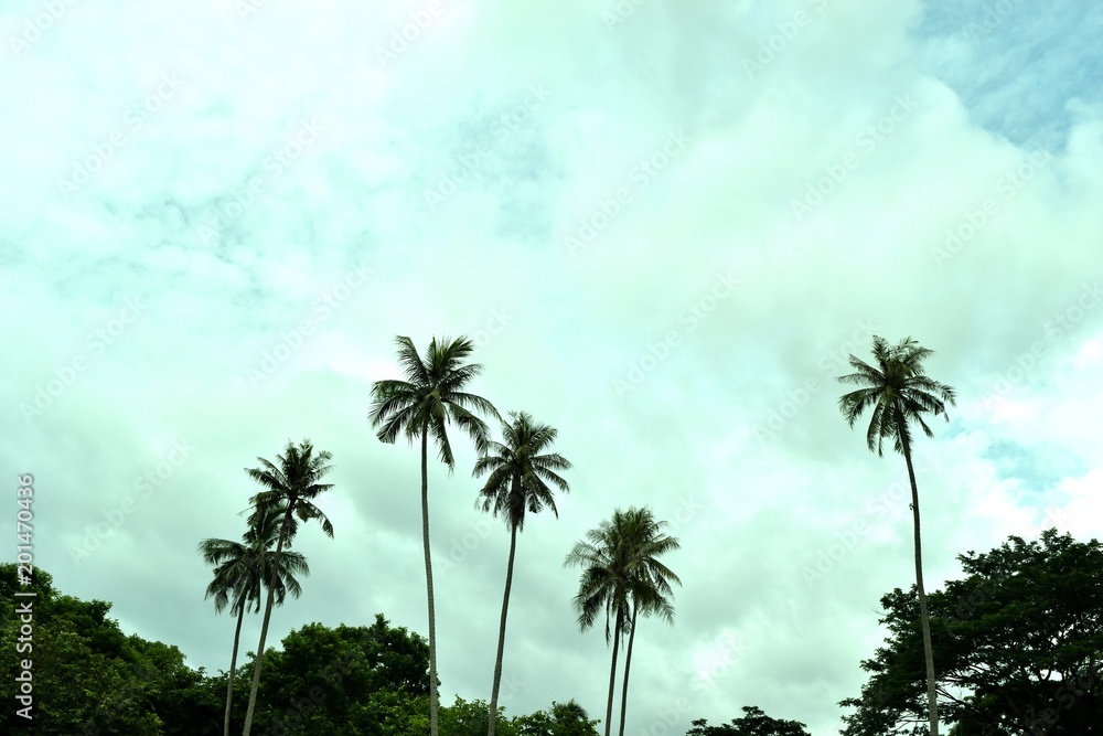 Fototapeta premium Coconut palm trees with white cloud and blue sky in the background 