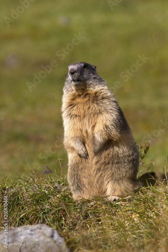 Marmot at Gran Paradiso © davidephoto