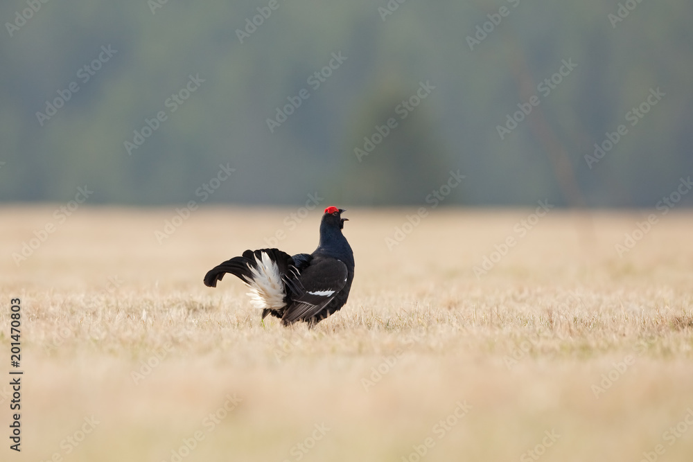 black grouse, blackgame, blackcock, tetrao tetrix black grouse, blackgame, blackcock, tetrao tetrix
