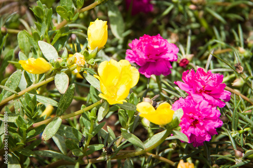 Yellow & Pink Flowers #1