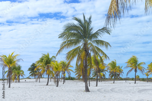 Earthly paradise, palm trees sun and sand near the sea