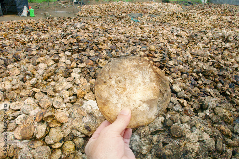 rubber tree - primary source of natural rubber or caoutchouc rubber tree - primary source of natural rubber or caoutchouc