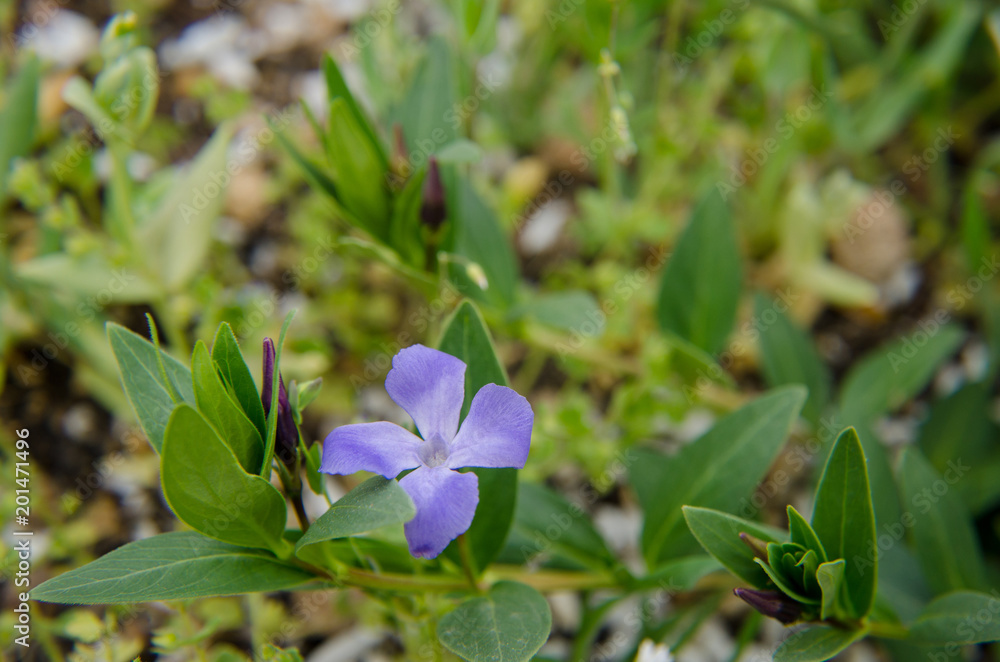 field flower in a forest glade field flower in a forest glade