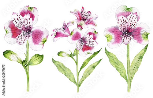 Set of hand drawn watercolor Alstroemeria flower