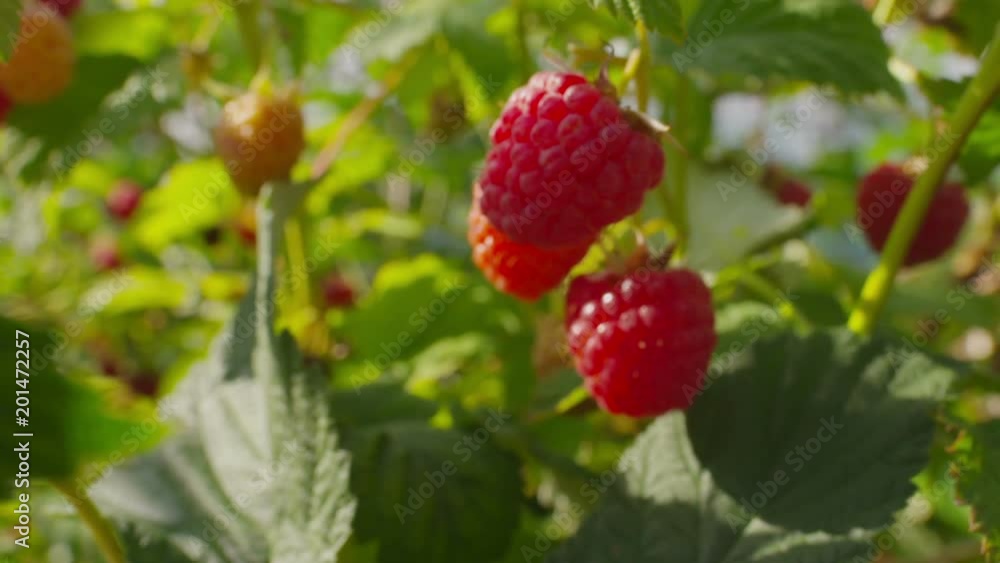 Ripe raspberries in the garden, close-up, summer sunny day Ripe raspberries in the garden, close-up, summer sunny day