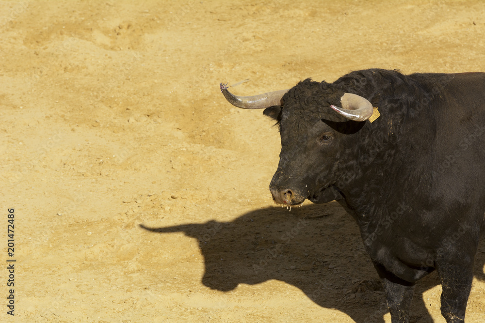 Toro de lidia en la arena de una plaza de toros. España Toro de lidia en la arena de una plaza de toros. España
