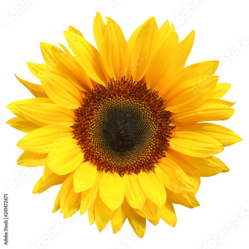 Wonderful Sunflower (Helianthus annuus) isolated on white background, including clipping path. Germany