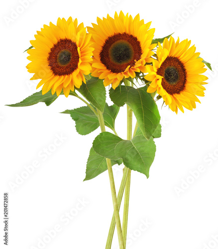 Fototapeta Naklejka Na Ścianę i Meble -  Three wonderful sunflowers (Helianthus annuus)  isolated on white background, including clipping path. Germany