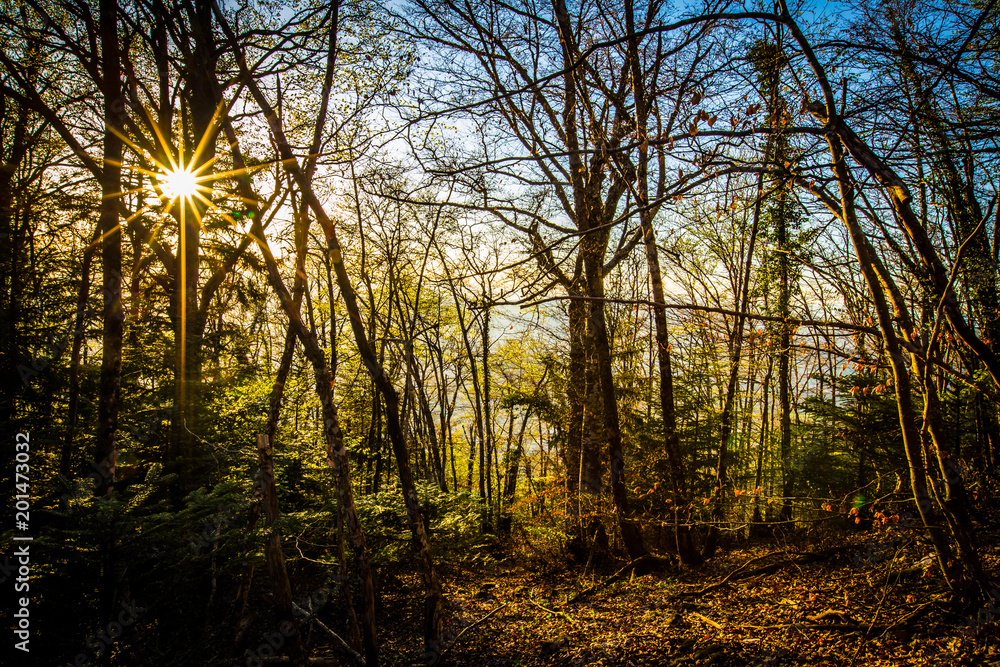 Derniers rayons de soleil en forêt