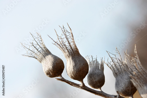 Photos Hyoscyamus niger, henbane, black henbane or stinking nightshade dry grey flowers