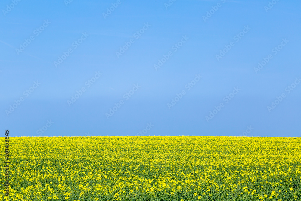Fototapeta premium blühendes Rapsfeld bei blauem Himmel