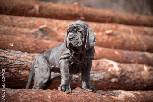 the puppy on the logs © Евгения Шихалеева