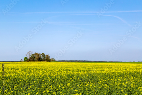 Obraz na płótnie blühendes Rapsfeld bei blauem Himmel und einem kleinen Wäldchen mit Jägerstand w salonie