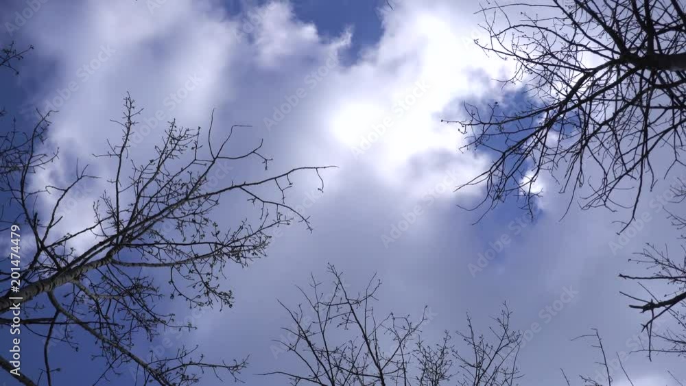 Silhouettes Of Trees Against The Sky, Bottom View Silhouettes Of Trees Against The Sky, Bottom View