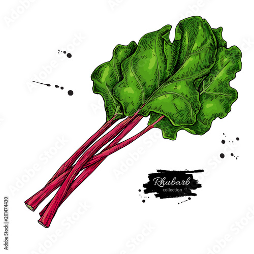 Fotografi Rhubarb vector drawing set. Isolated hand drawn  sliced piece an