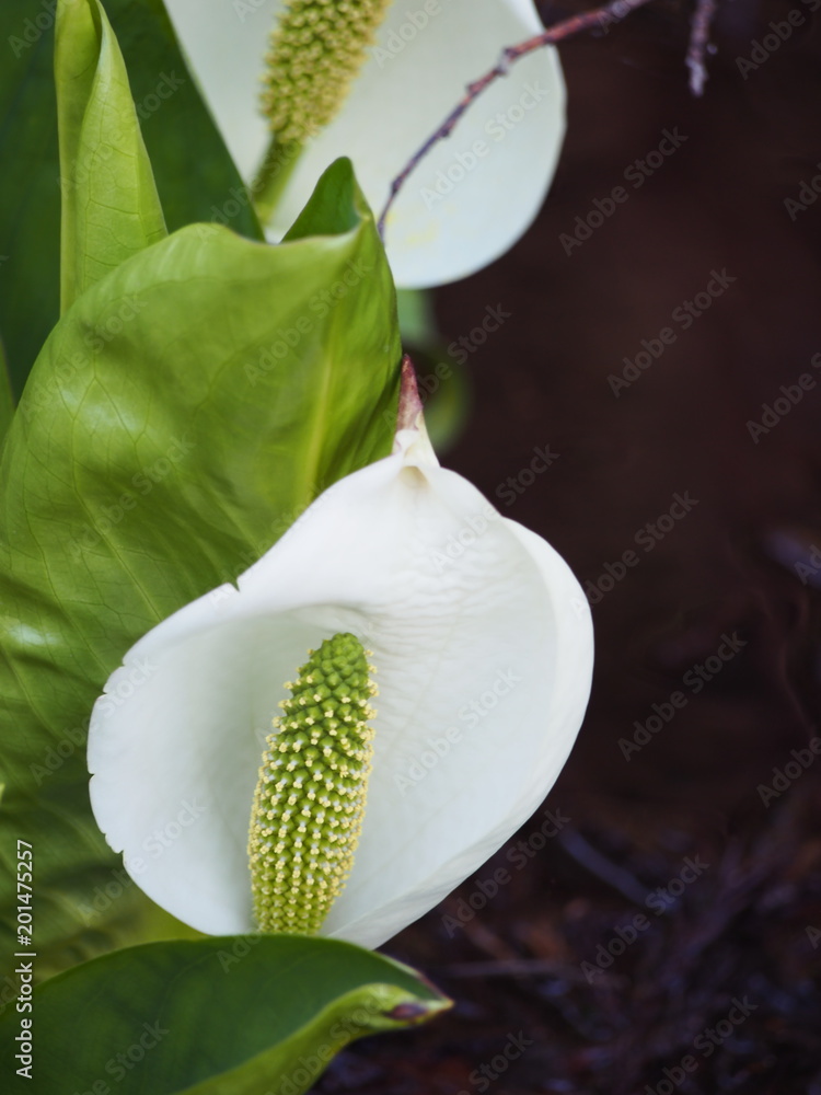 水芭蕉の可憐な白い花stock Photo Adobe Stock