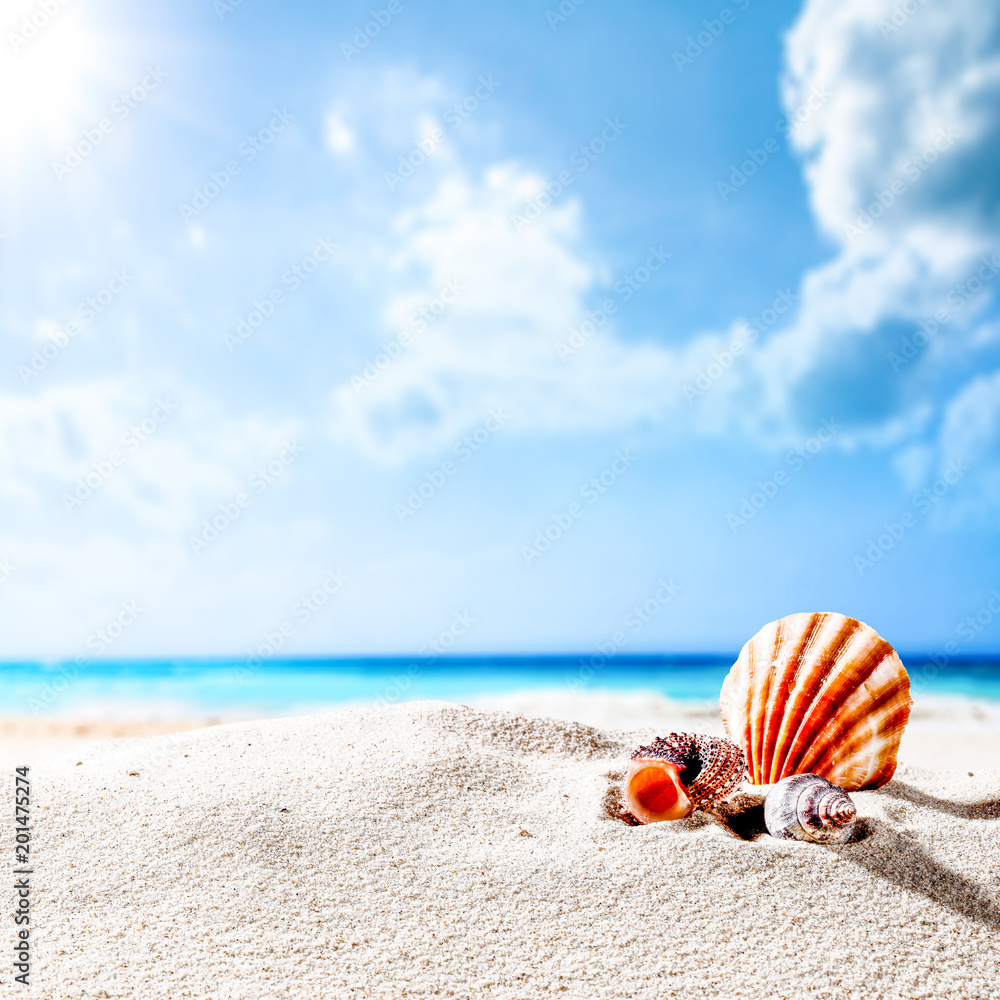 Obraz premium Summer background of shell on sand and free space for your decoration. Sunny day time and blue sky .