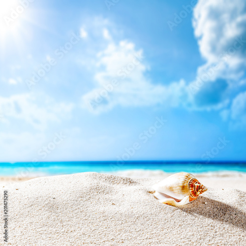 Summer background of shell on sand and free space for your decoration. Sunny day time and blue sky . 