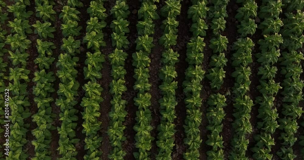 Aerial view of tobacco plantation grown on the Khong riverside land in countryside of THAILAND Aerial view of tobacco plantation grown on the Khong riverside land in countryside of THAILAND