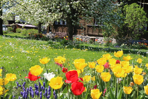 Spring Garden, Frühlingsgarten vor altem Bauernhaus -davor ein blühender Birnbaum