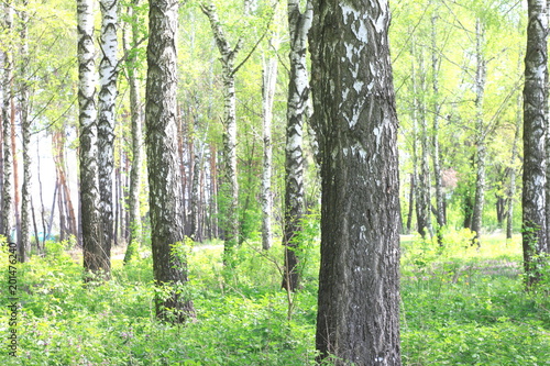White birches in summer in good weather in birch grove