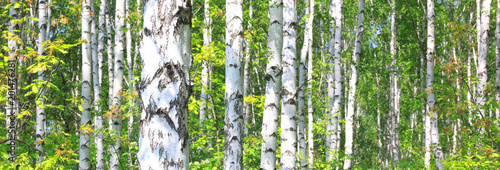Fototapeta Naklejka Na Ścianę i Meble -  White birches in summer in good weather in birch grove