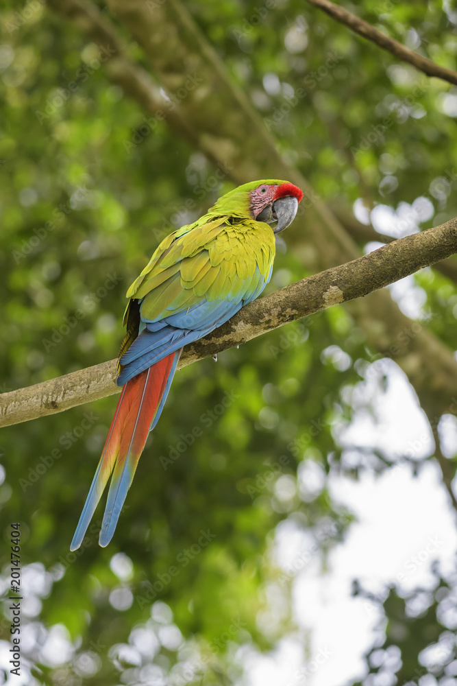 Great Green Macaw - Ara ambigua, large beautiful green parrot from Central America forests, Costa Rica.
