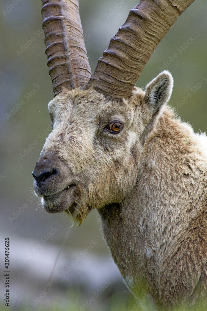 Alpine ibex (Capra ibex) winter, natural alpine environment, Gran Paradiso National Park, Italy.