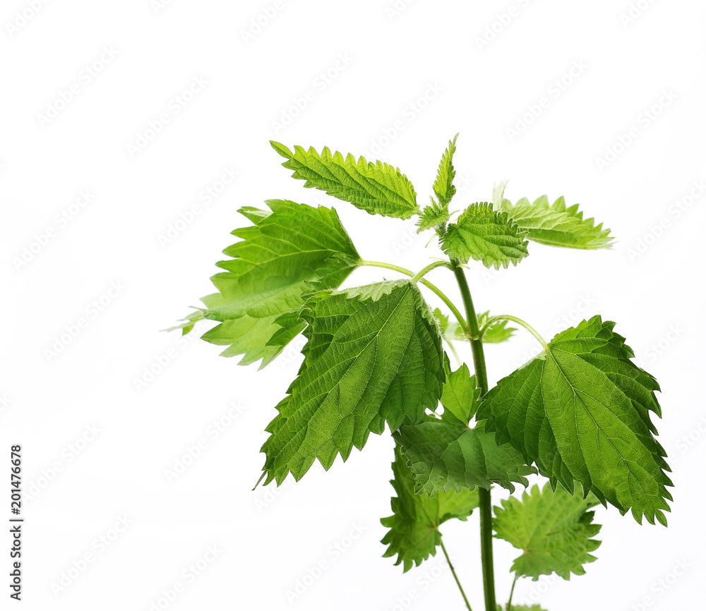 Nettle isolated on white background, clipping path Nettle isolated on white background, clipping path