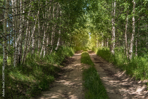 The sunny road passing through the forest © btxstudio