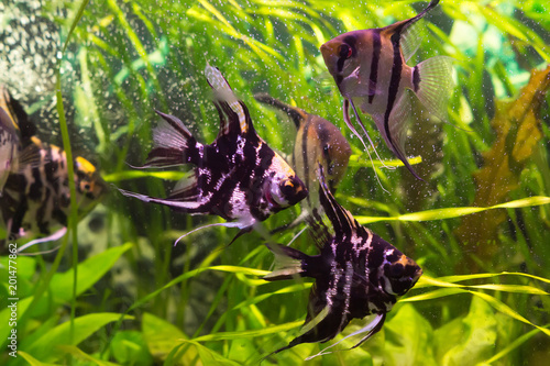 Fotografie Purple scalars with black stripes in the aquarium