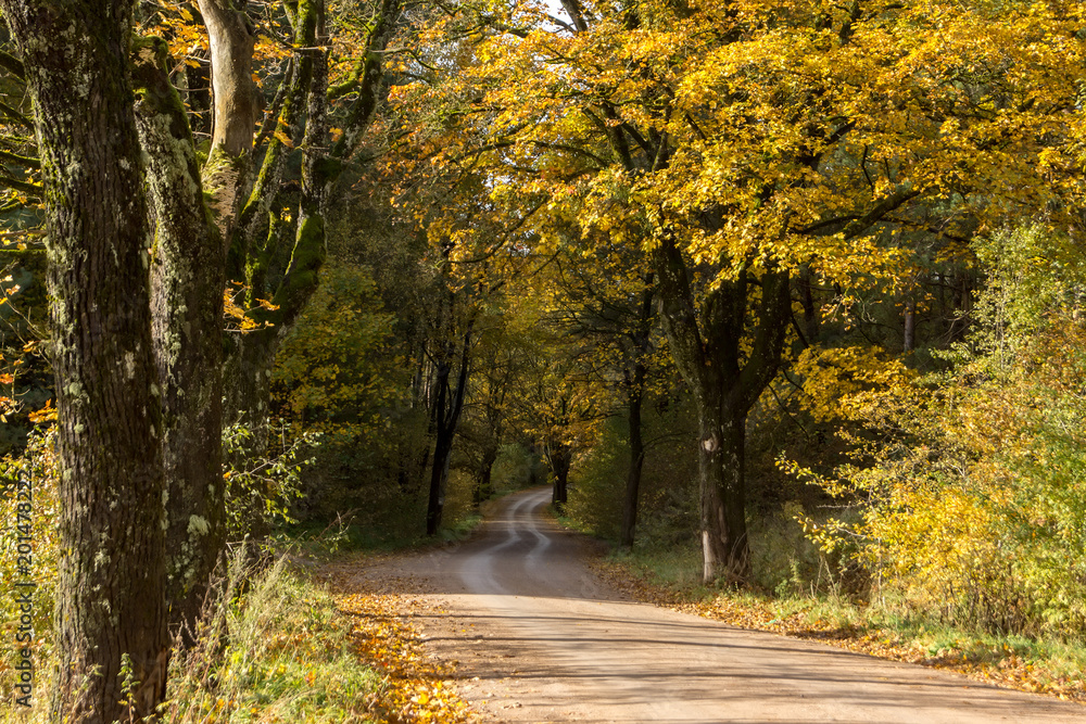 Fototapeta premium Polnej drodze w lesie.