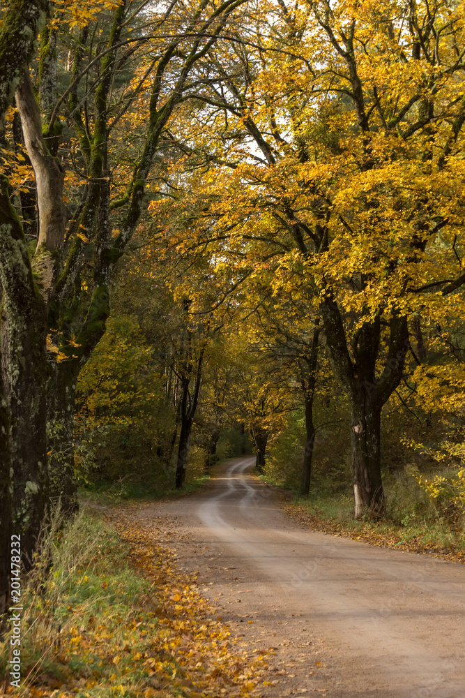 Naklejka premium Wiejska droga w lesie.