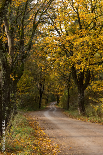 Rural road in the  forest.