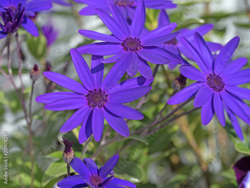 Aschenblume, Pericallis, Garten-Zinerarie photo