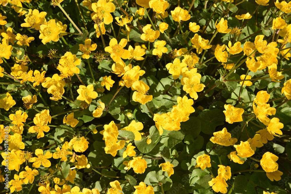 Caltha palustris (populage des marais) au printemps Caltha palustris (populage des marais) au printemps