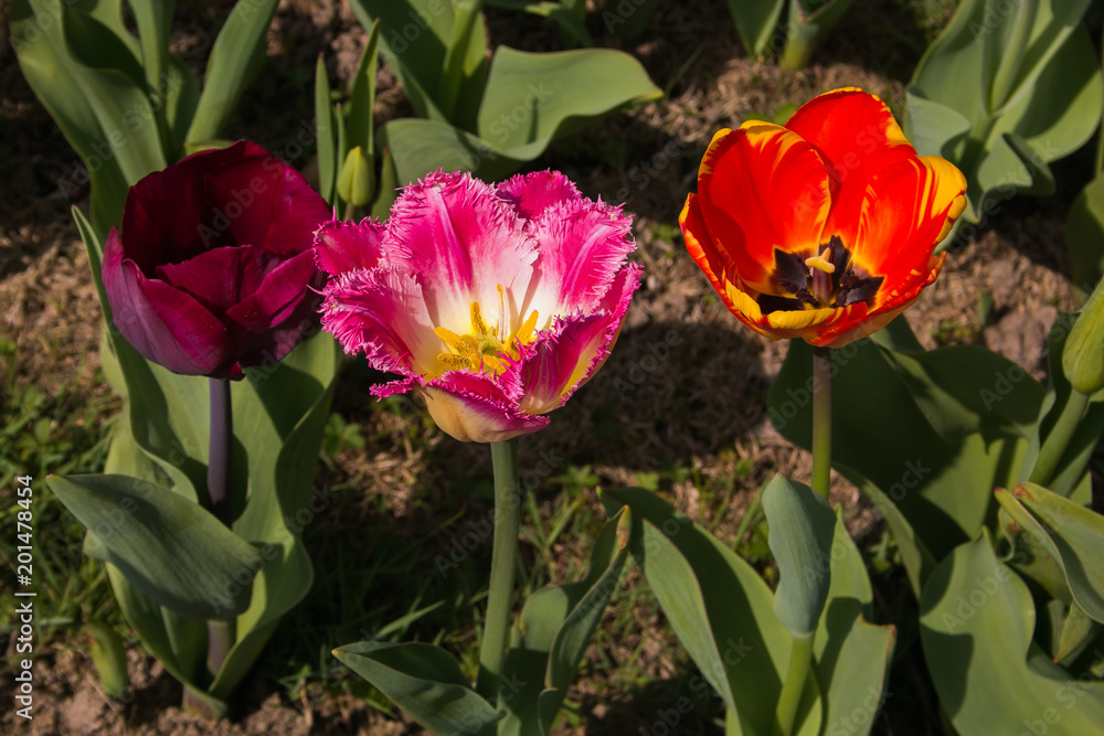 Macro di tre splendidi tulipani colorati Macro di tre splendidi tulipani colorati