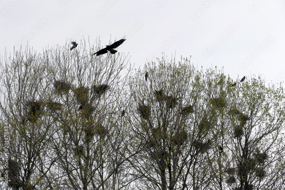 Raven nests in tree crochet with ravens fly Raven nests in tree crochet with ravens fly