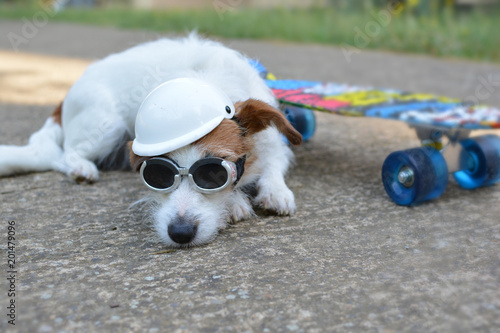 CLOSE UP OF A JACK RUSSELL DOG LYING DOWN ON ASPHALT WITH  BLUE SKATEBOARD BACKGROUND WEARING HELMET AND SUNGLASSES © Sandra