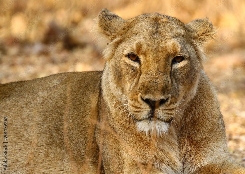 Fototapeta premium Young Lion