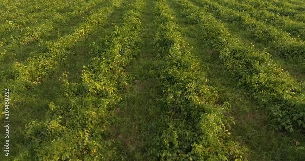 Aerial view of tobacco plantation grown on the Khong riverside land in countryside of THAILAND Aerial view of tobacco plantation grown on the Khong riverside land in countryside of THAILAND