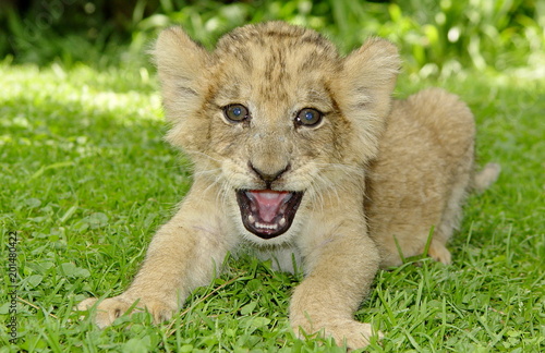 Löwen Baby lacht